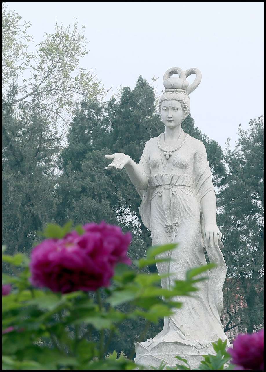 王城公园牡丹仙子图片