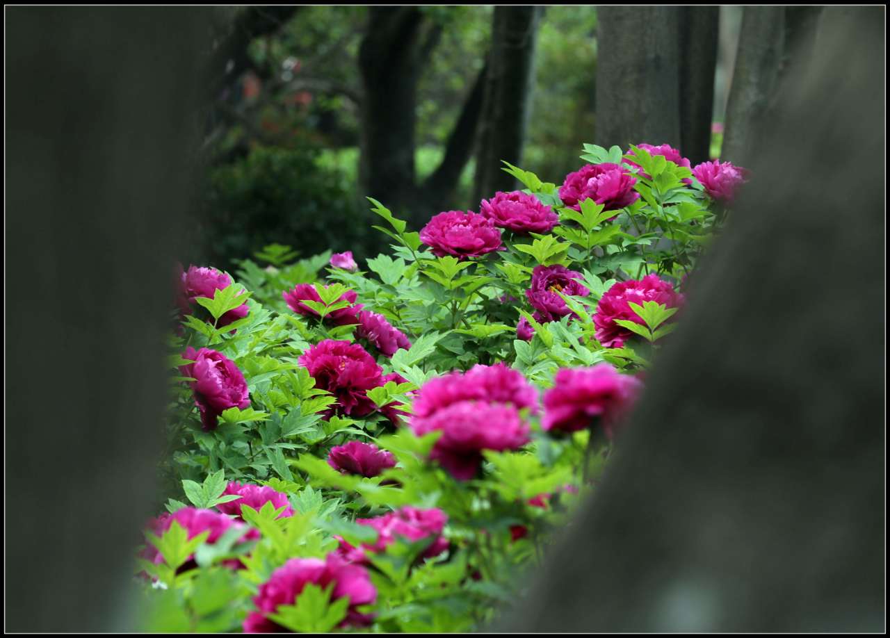 王城公園的牡丹與仙子