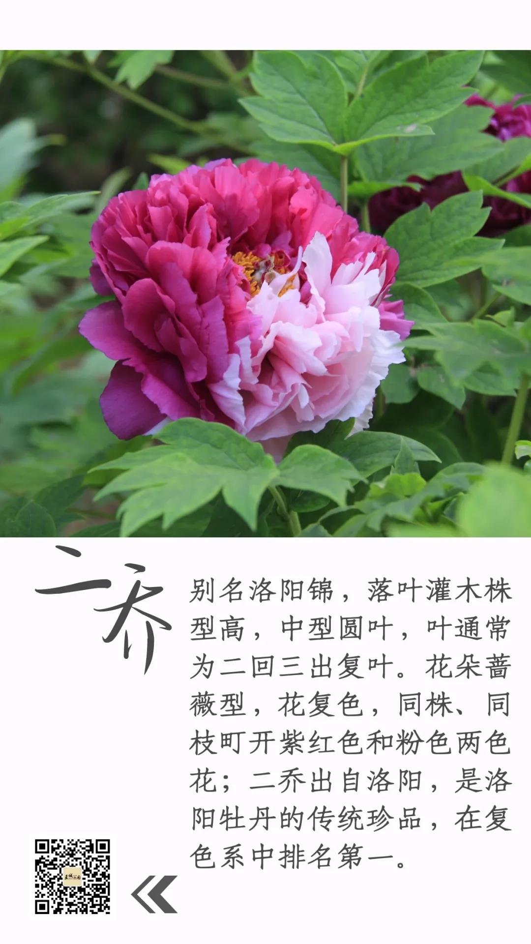 牡丹花别名大全图片