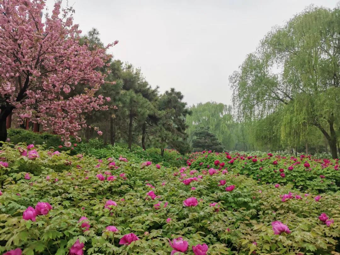 隋唐植物園牡丹朵朵 霧森嫋嫋 餘音繚繞 - 洛陽牡丹文化節