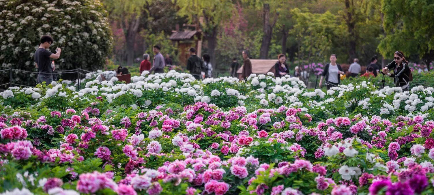 清明小长假国花园,天堂明堂景区,王城公园手机拍牡丹 